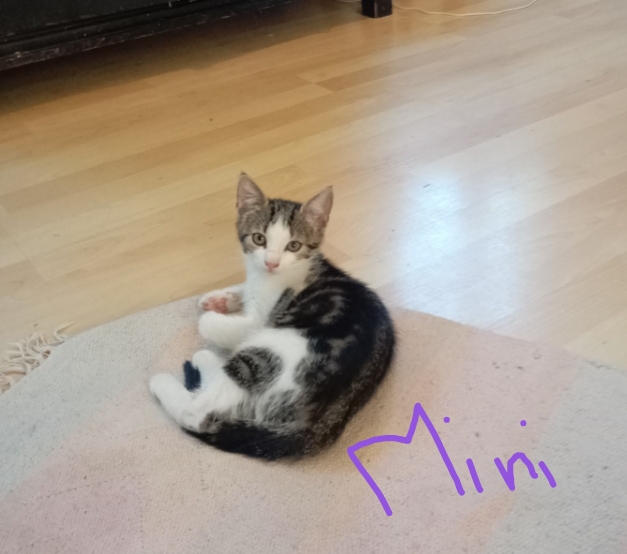 Streitl Maike Kitten Mini.jpg
